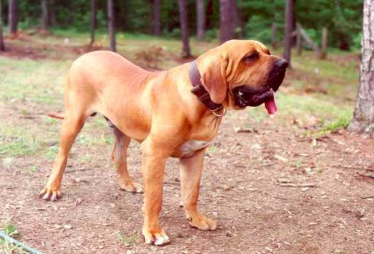 fila brasileiro vs presa canario