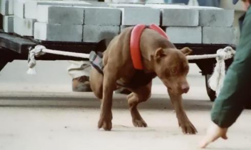 peleas de pit bull engraving