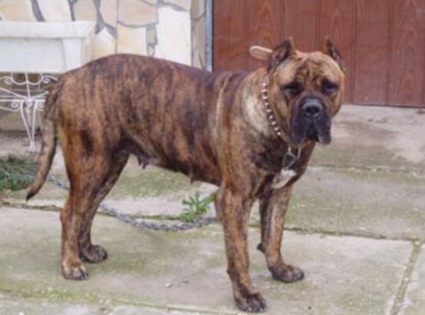 Presa Canario For Sale Uk. canario